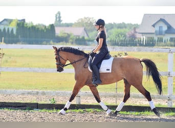 Polacco, Giumenta, 4 Anni, 167 cm, Baio chiaro