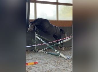 Polacco, Giumenta, 4 Anni, 167 cm, Grigio