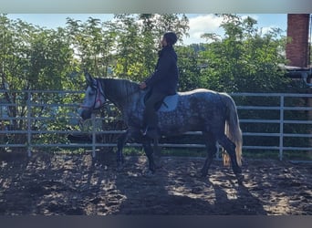 Polacco, Giumenta, 6 Anni, 160 cm, Grigio pezzato