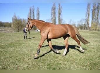 Polacco, Giumenta, 8 Anni, 170 cm, Sauro