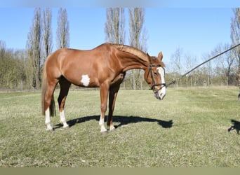 Polacco, Giumenta, 8 Anni, 170 cm, Sauro