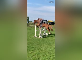 Polacco, Giumenta, 8 Anni, 170 cm, Sauro