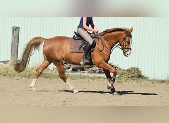 Polacco, Giumenta, 8 Anni, 170 cm, Sauro