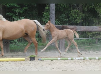 Polacco, Giumenta, Puledri
 (04/2024), 168 cm, Palomino