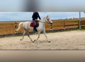 Półarab, Klacz, 11 lat, 155 cm, Siwa