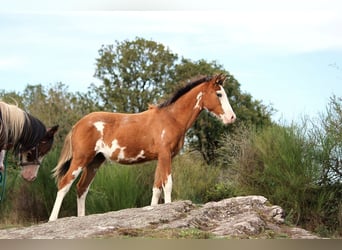 Półarab, Klacz, Źrebak (01/2024), 157 cm, Tobiano wszelkich maści