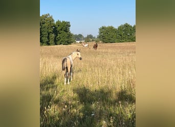 Półarab, Ogier, Źrebak (05/2023), 155 cm, Tobiano wszelkich maści