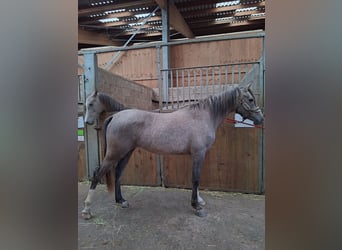 Półarab, Ogier, Źrebak (02/2023)