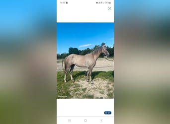 Półarab, Ogier, Źrebak (02/2023)