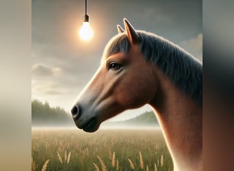 Polish Ardennais, Stallion, 15 years