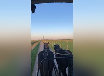 Polish Coldblood, Gelding, 10 years, 15,2 hh, Black