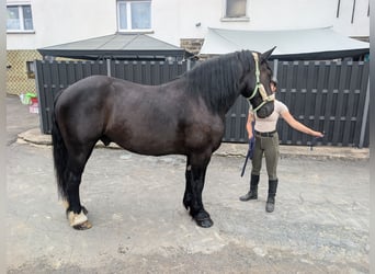 Polish Coldblood, Gelding, 10 years, 16 hh, Black
