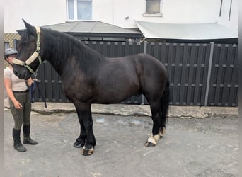 Polish Coldblood, Gelding, 10 years, 16 hh, Black