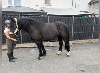 Polish Coldblood, Gelding, 10 years, 16 hh, Black