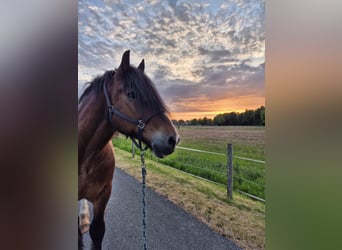 Polish Coldblood, Gelding, 10 years, 16,1 hh, Brown