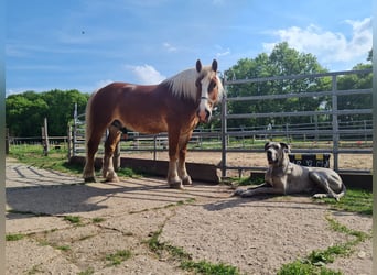 Polish Coldblood, Gelding, 11 years, 16 hh, Chestnut-Red