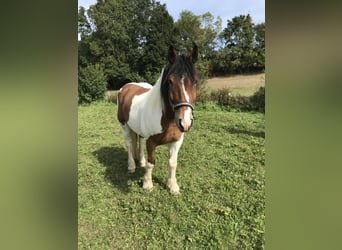 Polish Coldblood, Gelding, 12 years, 15,2 hh, Pinto