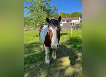 Polish Coldblood, Gelding, 12 years, 15,1 hh