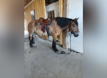 Polish Coldblood, Gelding, 12 years, 15,2 hh, Brown