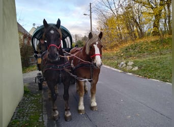 Polish Coldblood, Gelding, 12 years, 16 hh, Chestnut-Red