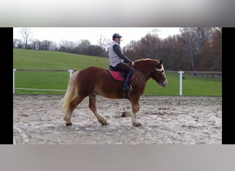 Polish Coldblood, Gelding, 12 years, 16 hh, Chestnut-Red