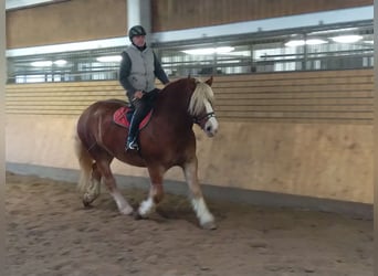 Polish Coldblood, Gelding, 12 years, 16 hh, Chestnut-Red