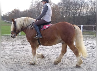 Polish Coldblood, Gelding, 12 years, 16 hh, Chestnut-Red