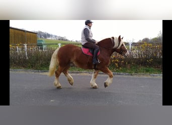 Polish Coldblood, Gelding, 12 years, 16 hh, Chestnut-Red