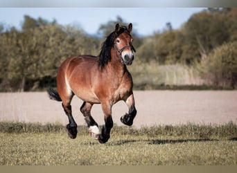 Polish Coldblood, Gelding, 13 years, 15,1 hh, Brown