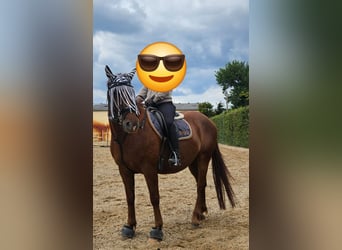 Polish Coldblood, Gelding, 13 years, 15,2 hh, Chestnut-Red