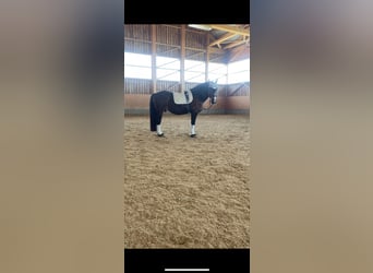 Polish Coldblood, Gelding, 15 years, 15,3 hh, Brown