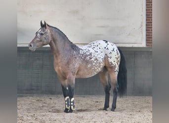 Polish Coldblood, Gelding, 2 years, 15.2 hh, Leopard-Piebald