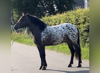 Polish Coldblood, Gelding, 2 years, 15.3 hh, Leopard-Piebald