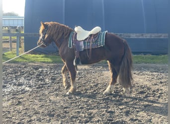 Polish Coldblood Mix, Gelding, 3 years, 14,1 hh, Chestnut