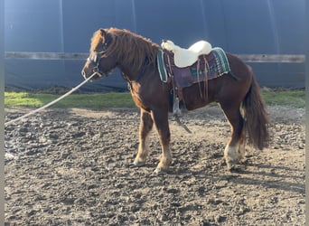 Polish Coldblood Mix, Gelding, 3 years, 14,1 hh, Chestnut