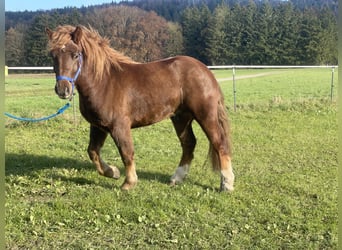 Polish Coldblood Mix, Gelding, 3 years, 14,1 hh, Chestnut