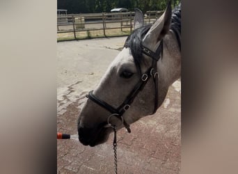 Polish Coldblood Mix, Gelding, 3 years, 15.1 hh