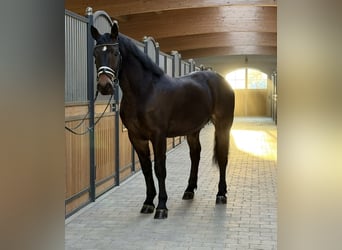 Polish Coldblood, Gelding, 3 years, 15.3 hh, Bay-Dark