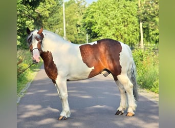 Polish Coldblood, Gelding, 3 years, 15 hh, Pinto