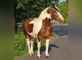 Polish Coldblood, Gelding, 3 years, 15 hh, Pinto