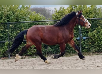Polish Coldblood, Gelding, 3 years, 15,2 hh, Brown