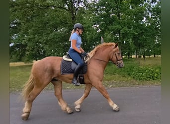 Polish Coldblood Mix, Gelding, 3 years, 16.1 hh, Chestnut-Red