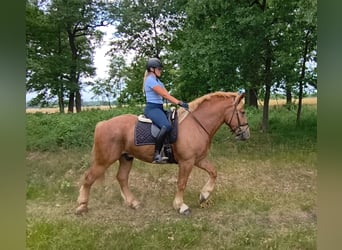 Polish Coldblood Mix, Gelding, 3 years, 16.1 hh, Chestnut-Red