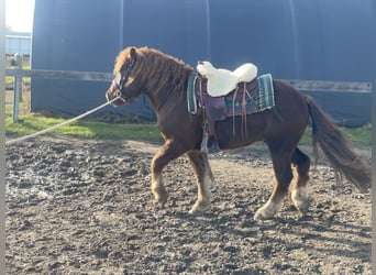 Polish Coldblood Mix, Gelding, 4 years, 14,1 hh, Chestnut