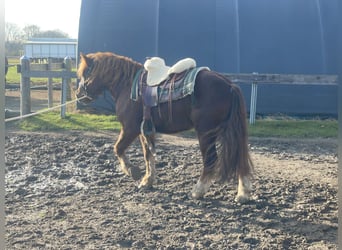 Polish Coldblood Mix, Gelding, 4 years, 14,1 hh, Chestnut