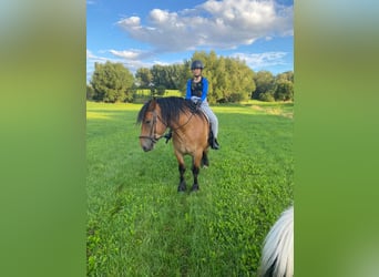 Polish Coldblood, Gelding, 4 years, 15.1 hh, Brown