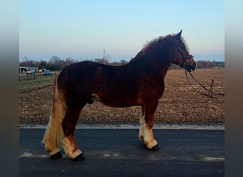Polish Coldblood, Gelding, 4 years, 15.2 hh, Chestnut