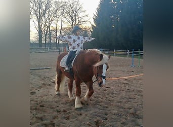 Polish Coldblood, Gelding, 4 years, 15.2 hh, Chestnut