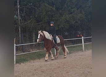 Polish Coldblood, Gelding, 4 years, 15.2 hh, Chestnut