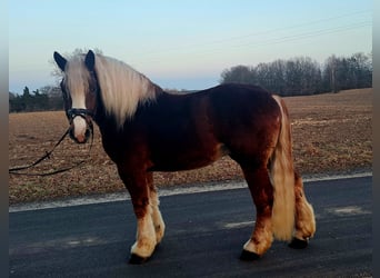 Polish Coldblood, Gelding, 4 years, 15.2 hh, Chestnut